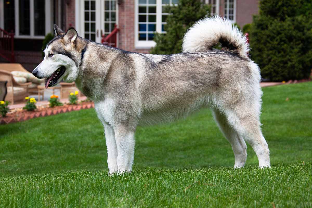 a alaskan malamute dog standing in the green gress field.