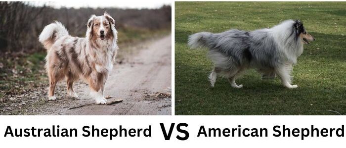 American Shepherd walking in the field vs Austrailan Shepherd standing in the field. 