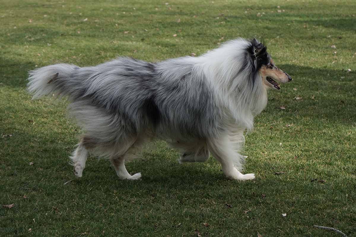 American Shepherd walking in the field.