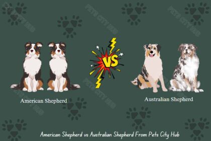 American Shepherd vs Australian Shepherd