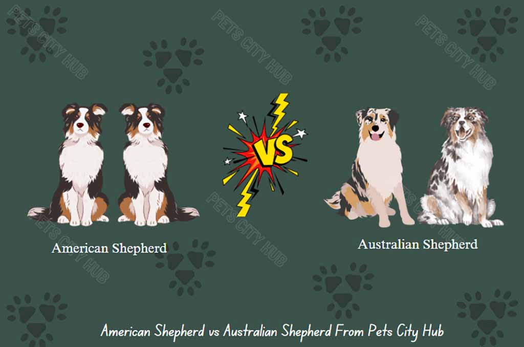 American Shepherd vs Australian Shepherd