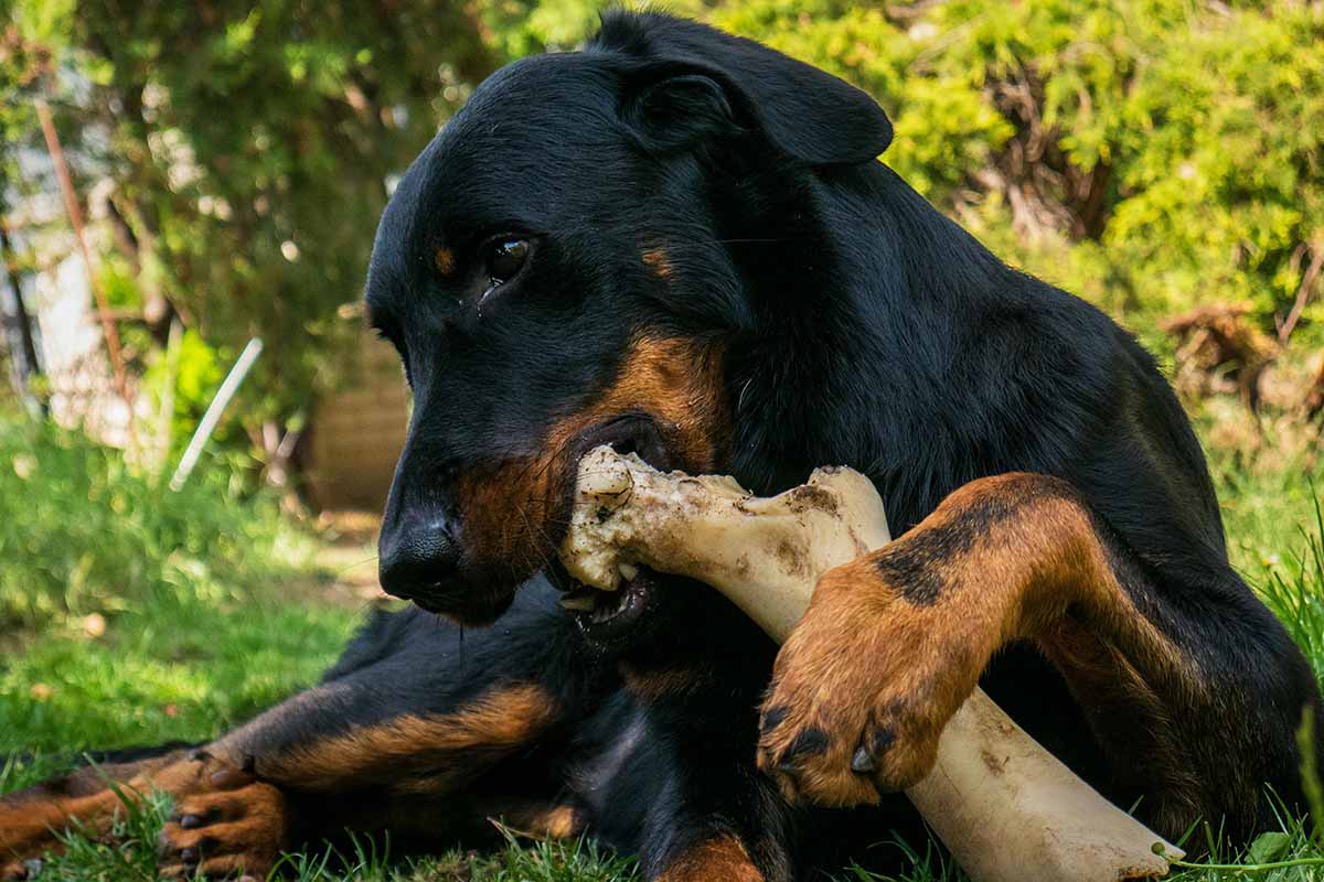 A dog chews beef bones in the field