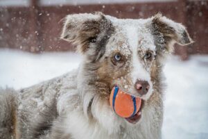 a dog stands in the snow with a red ball in this mouth.