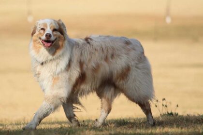 a smiling dog walks by the lake