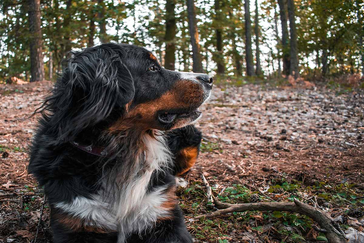 a Bernese-Mountain-Dog is sitting in the forest looking back.