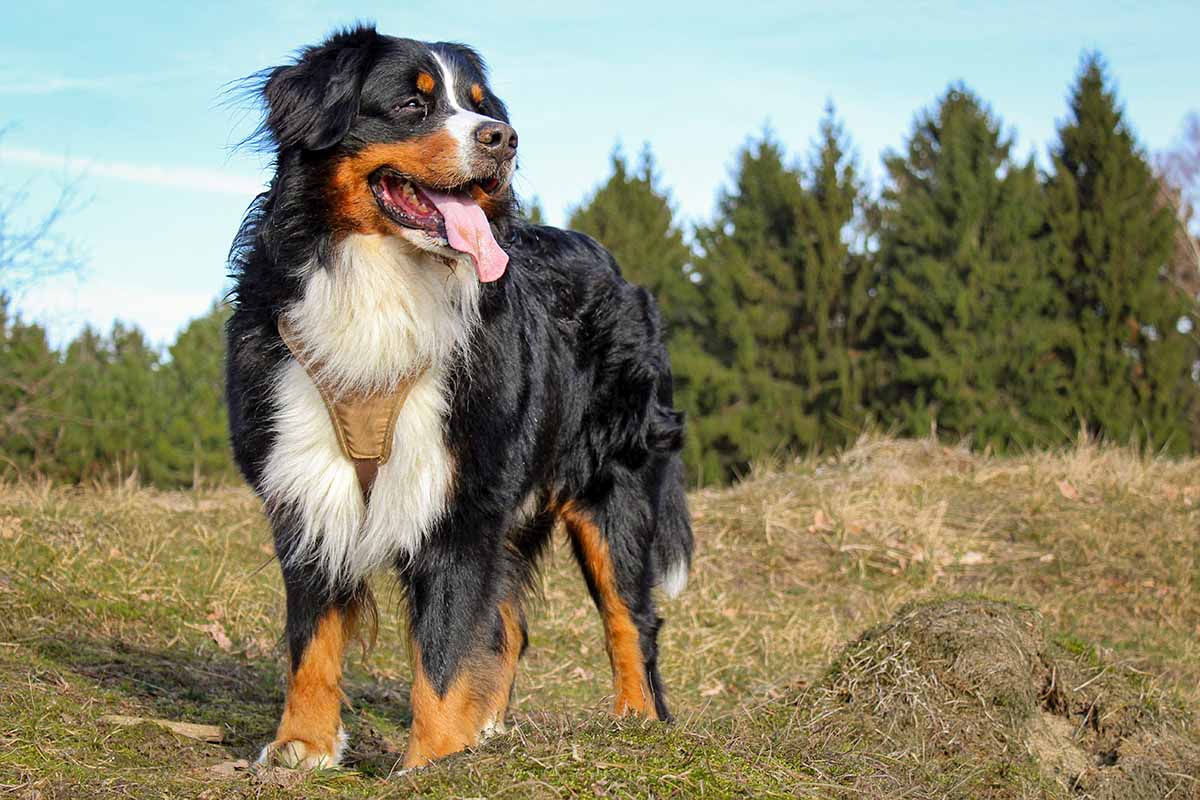 A bernese Mountain dog standing in the field out toung of tongue.