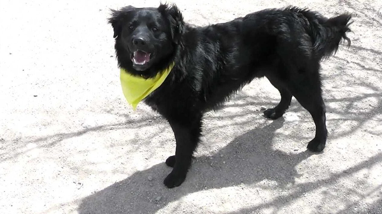 Black Australian Shepherd stand in the road.