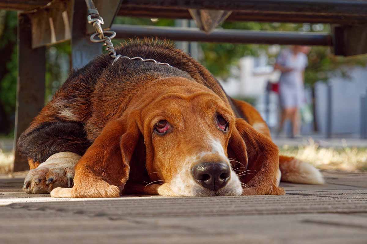 a Bloodhound slpeeing in the floor .