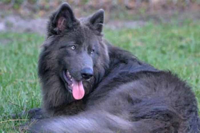 a blue german shepherd dog sitting in the filed .