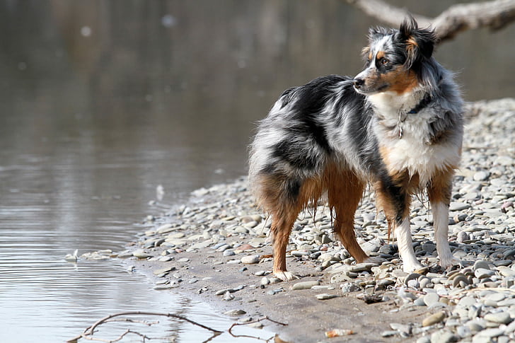 Blue Merle Tri-Colored Australian Shepherd  stand in the fields out side rever