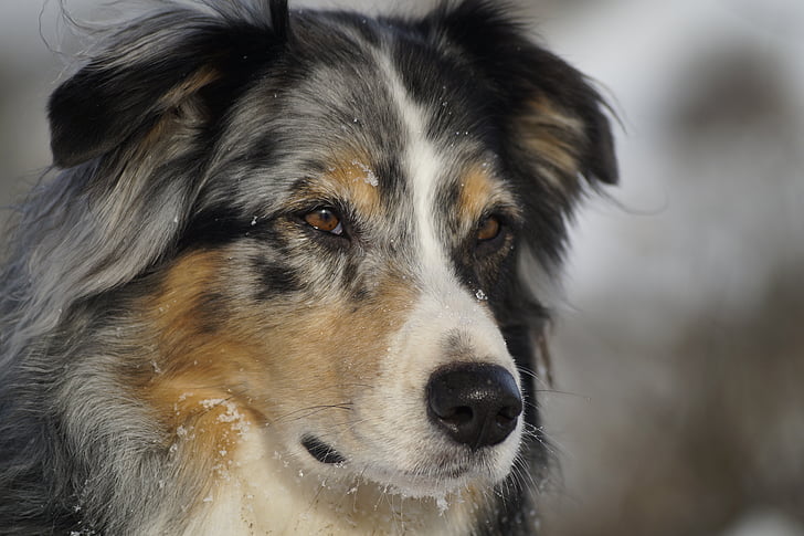 Blue Merle and Tan Australian Shepherd looking us