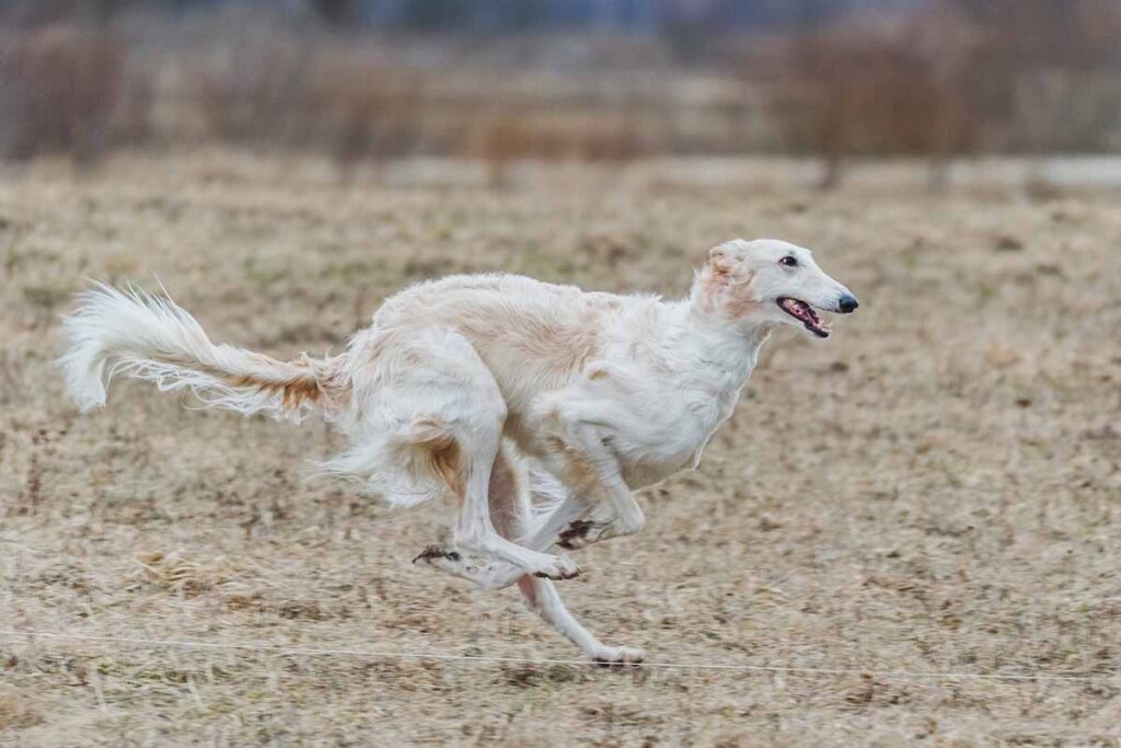 Top 10 Remarkable Dog Breeds with Long Snout Facts Pictures