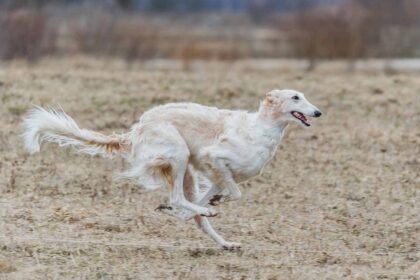 A borzoi Dog Breeds with Long Snouts running in the field.