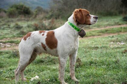 A brittany Dog Standing in the fields .