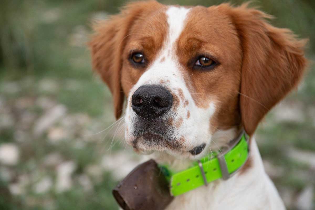A brittany hunting dog looking in fornt side .