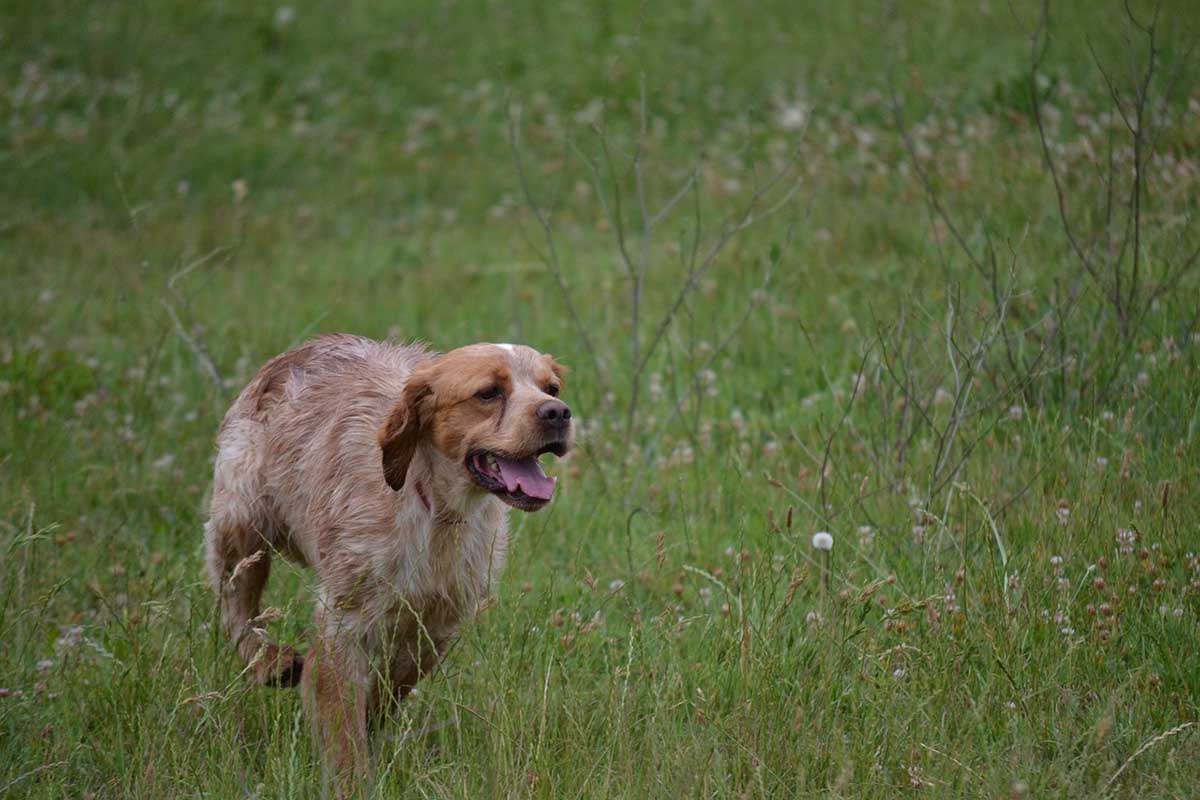 A brittany hunting dog running in the field .