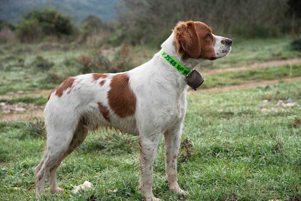 A brittany Dog Standing in the fields .