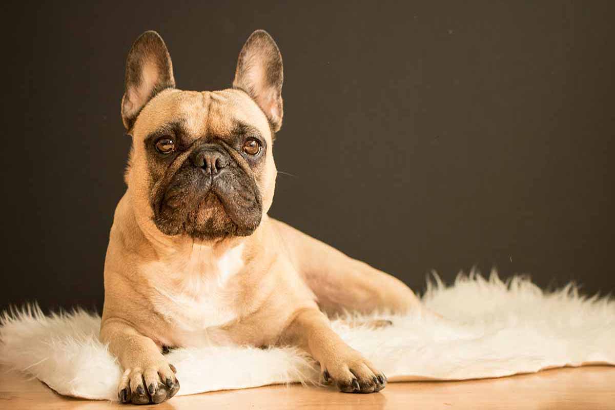 a bulldog sitting down in the floor with cloth