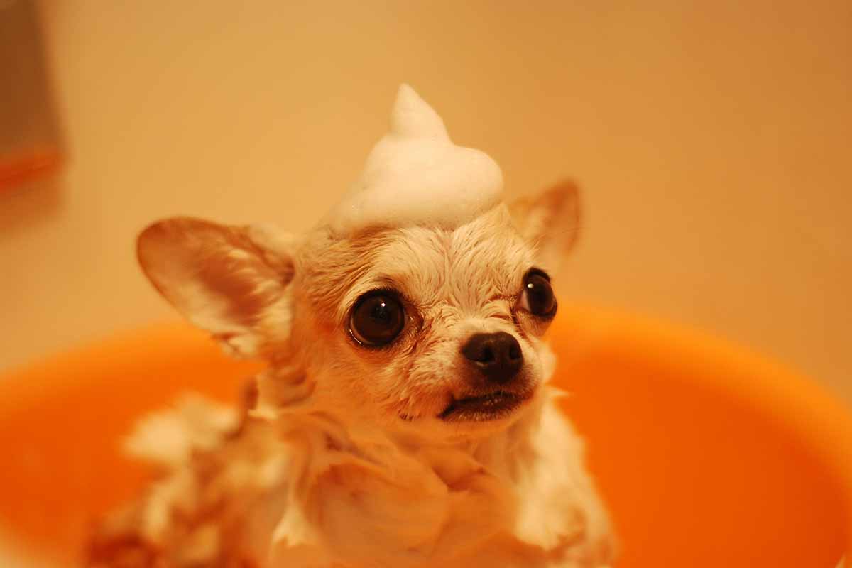 dog bath doing with shampoo.