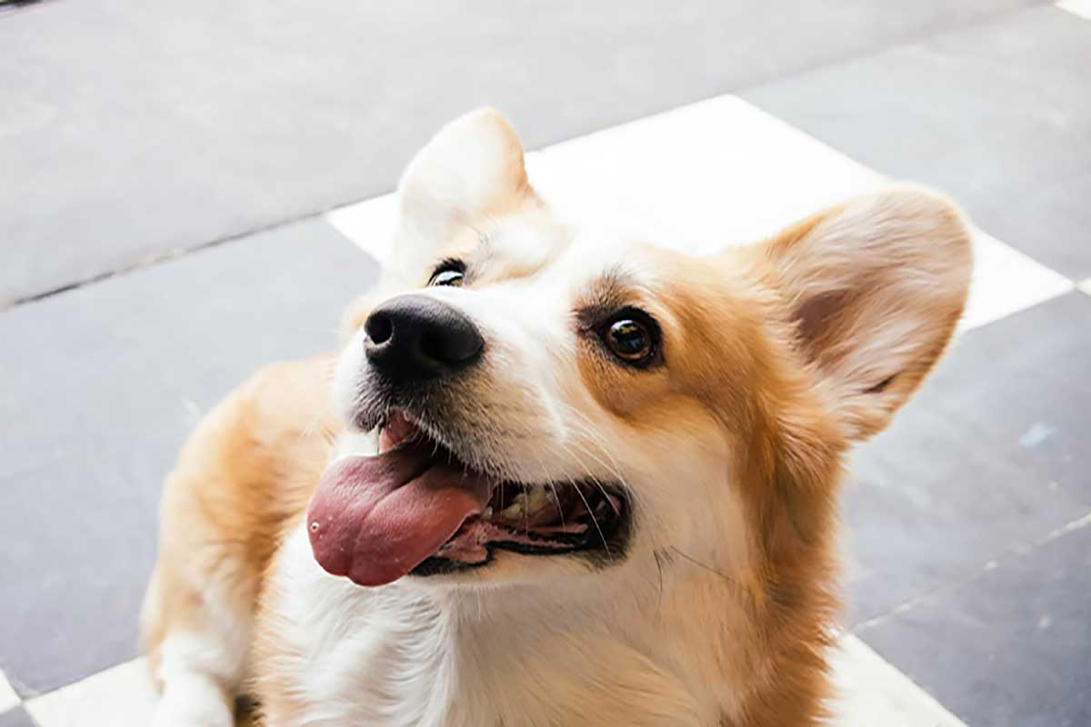 a captivating corgi dogs standt with its jaws out and smiling look like horse