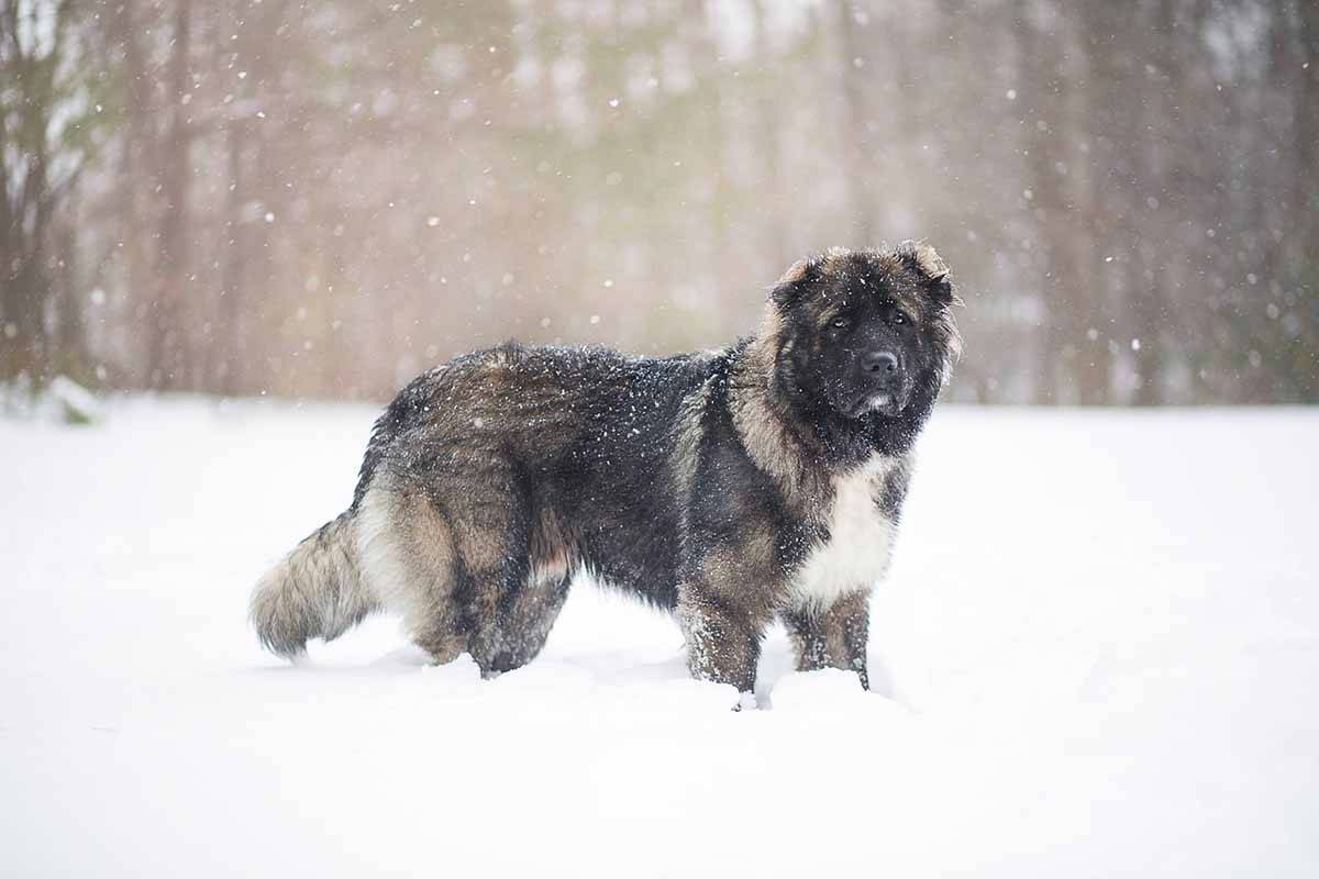 a caucasain shepherd dog is standing on a snowy field .