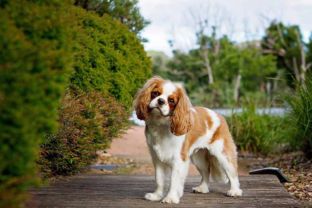 a cavalier dog standing in the road looking a front side.