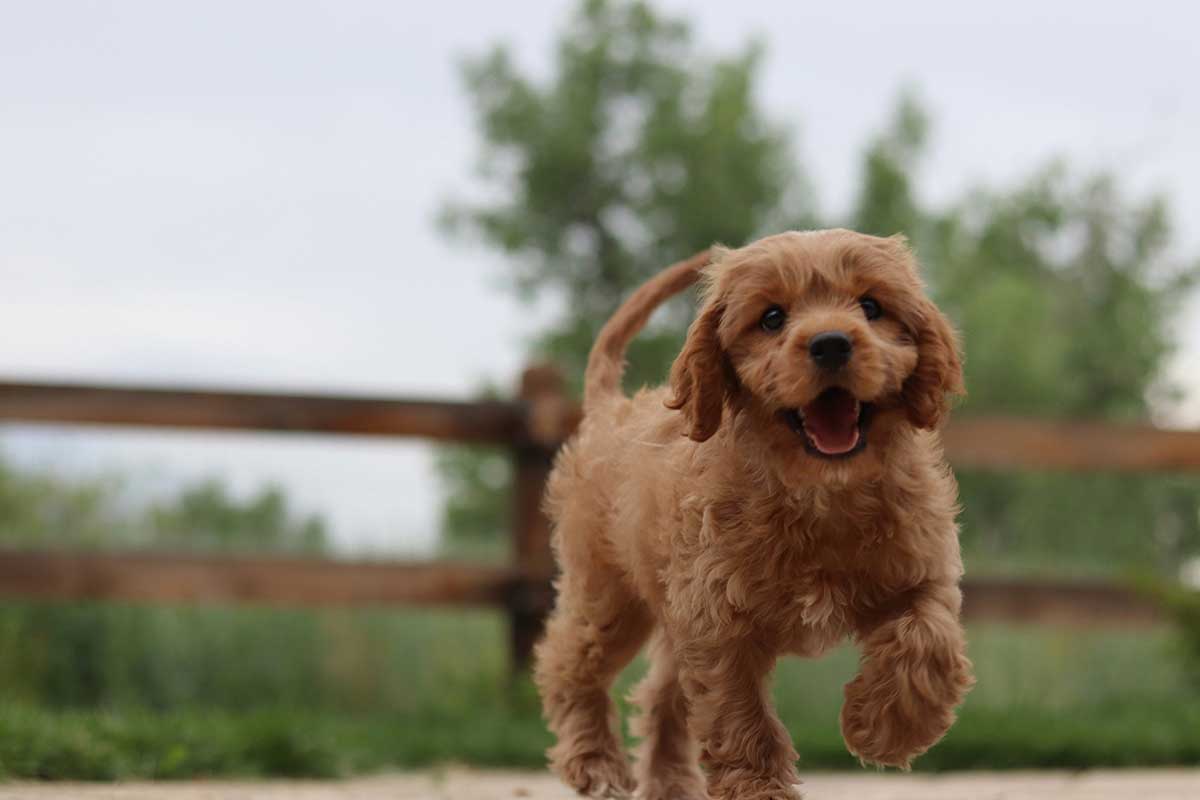 Cavapoo running in the field