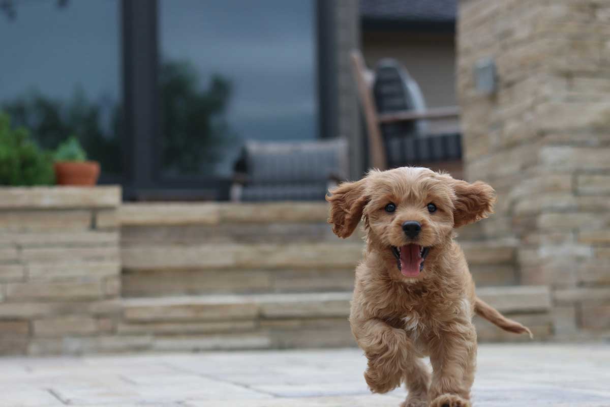 Cavapoo Playing and running 