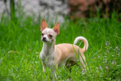 A Chihuahua dog stand in the gress field .
