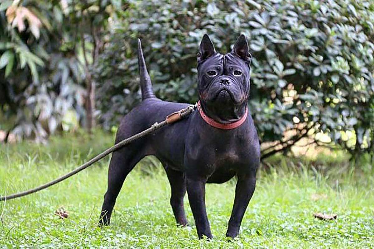 a chaongqing dog standing in the field .