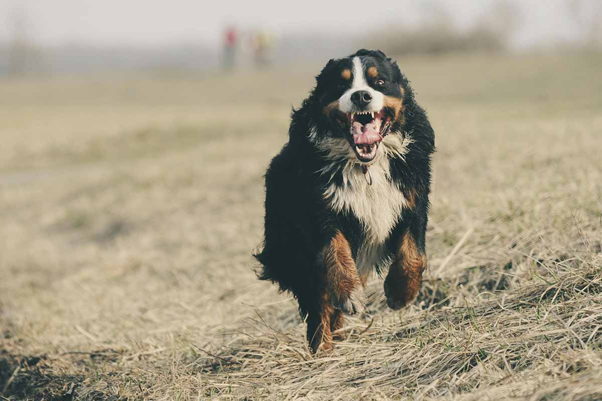 a Bernese-Mountain-Dog running in the field