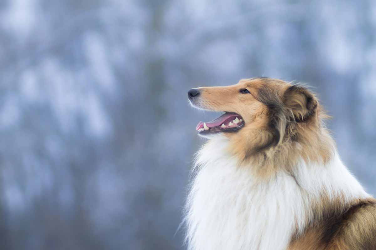 A Collie Dog Breeds with Long Snouts smileing.