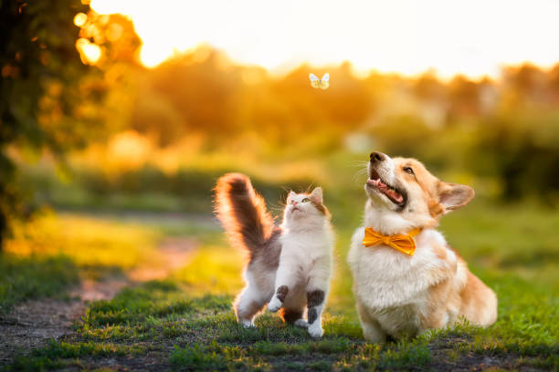a dog and cat are looking at the butterfly above.