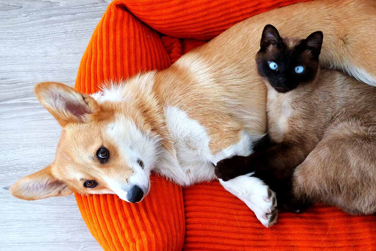 a dog and cat sitting on the sofa.
