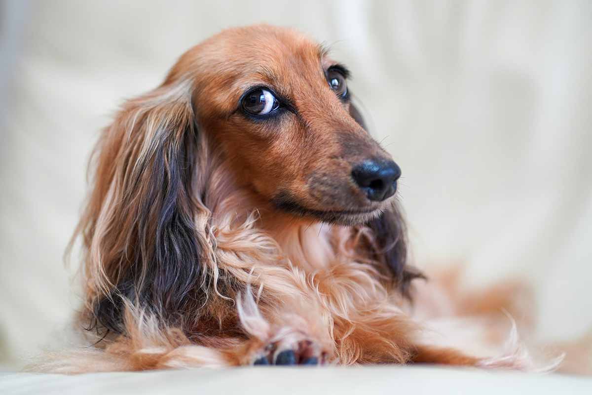 a dachsund Dog Breeds with Long Snouts looking fornt side.