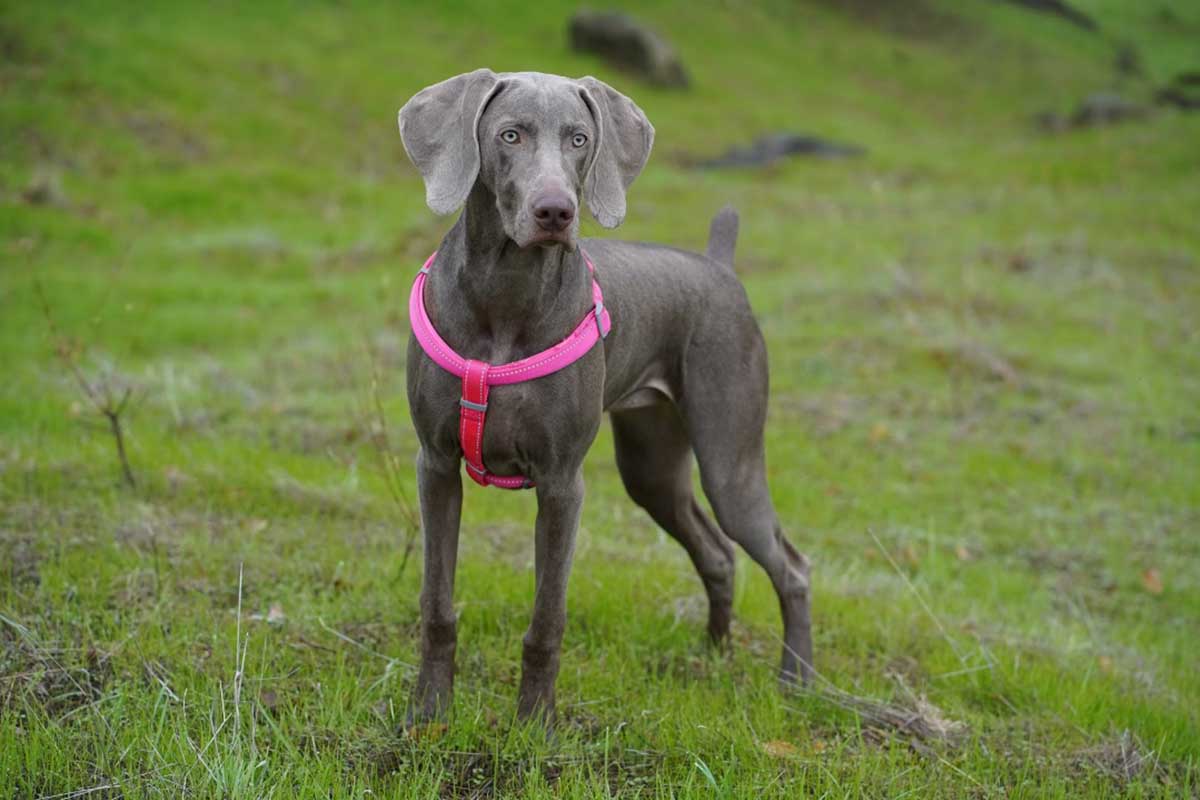 a beautiful dashing weimaraner dog in garden look like horse