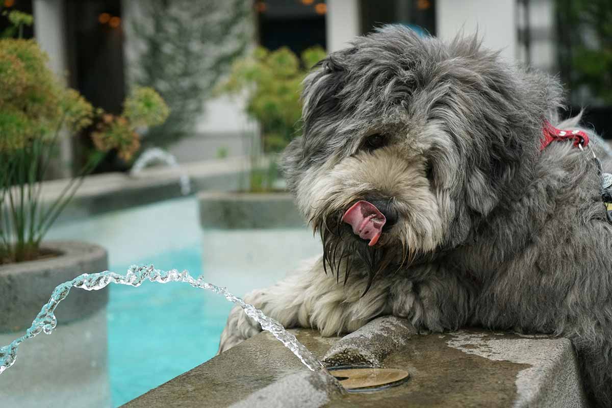 a dog sits on cliff with a stream in front of it.