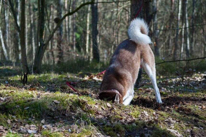 a dog do Digging