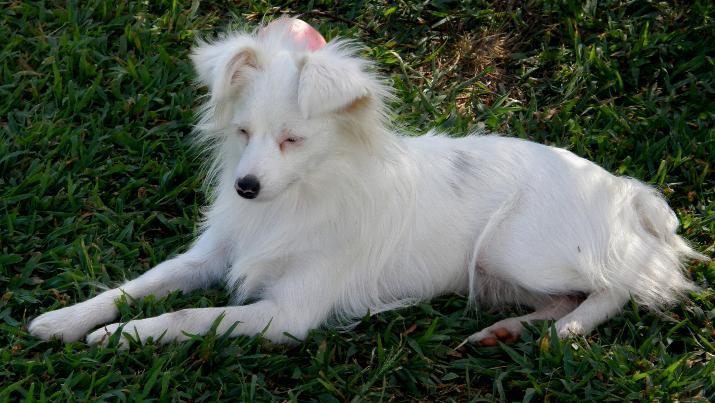 Double Merle Australian Shepherd  sitting down in the fields.