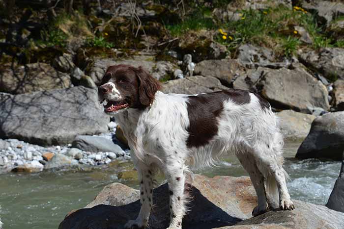 a Drentsche-Patrijshond dog stands on a rock beside a stream