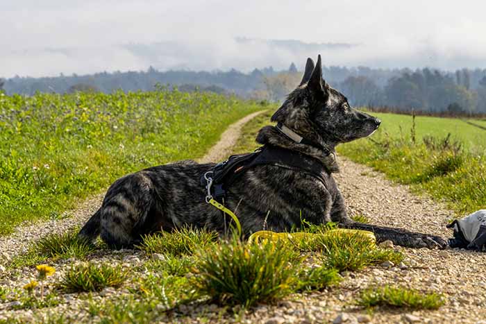 a Dutch-Shepherd Dog Sitting in the field.