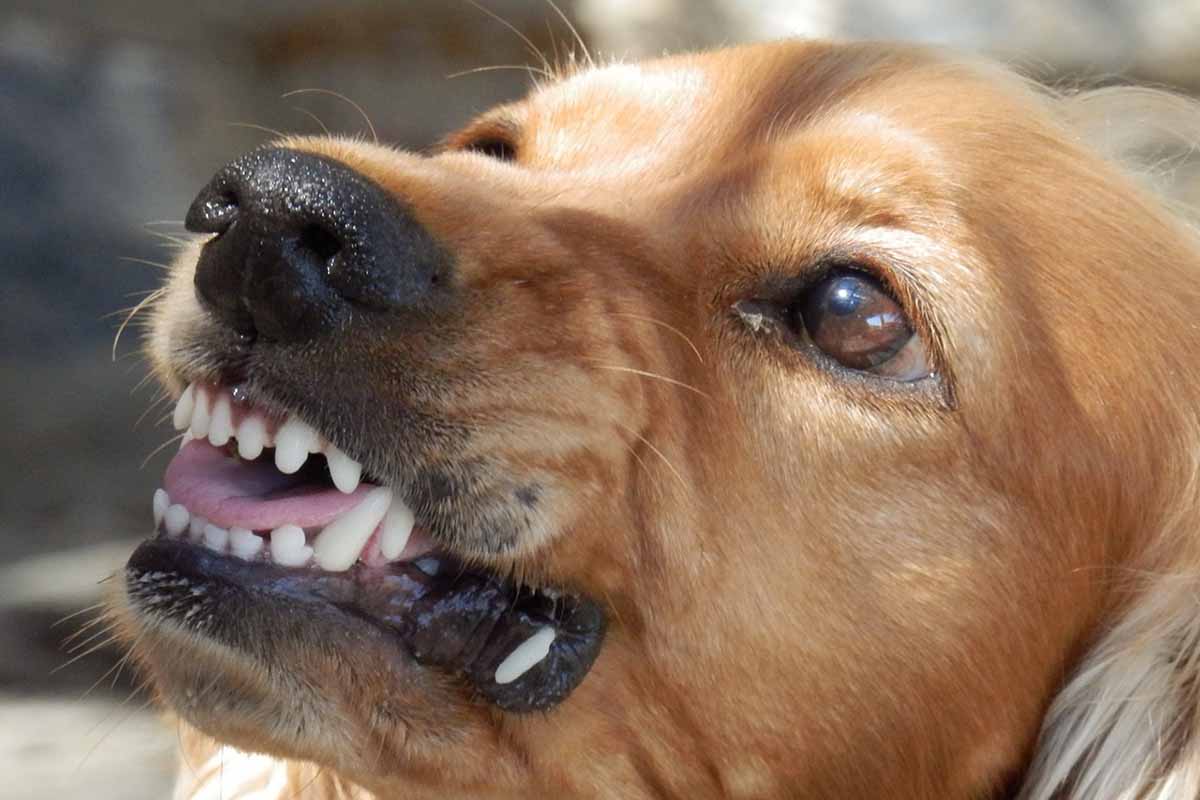 a dog is staring with teeth bared.