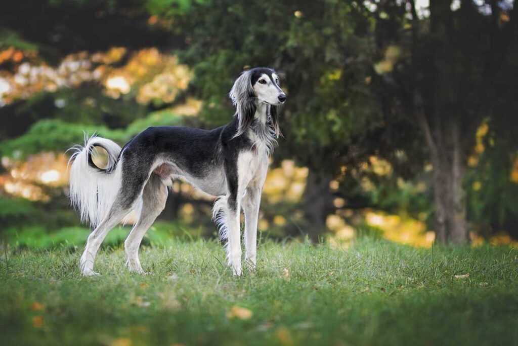 A beautiful Saluki dogs in a garden look like horse