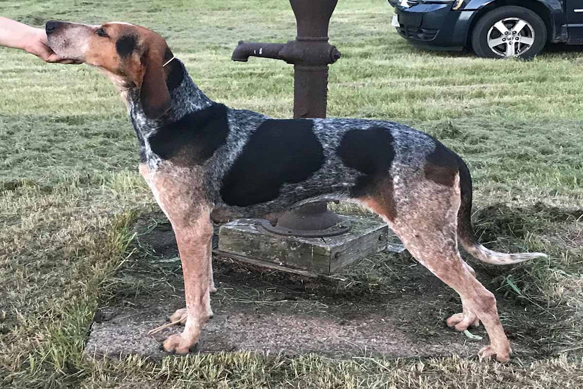 a english coonhound dog standing in the field also human hand on her mouth.