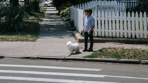 Boy and A dog waiting for crosses road.