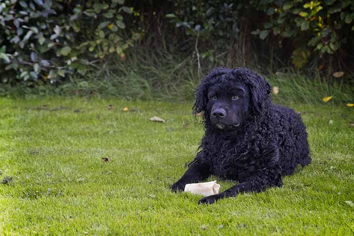 a Frisian-Water-Dog sitting in the field