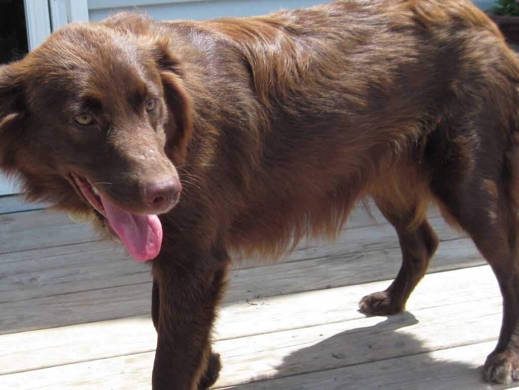 Full Red Australian Shepherd  stand out door area.