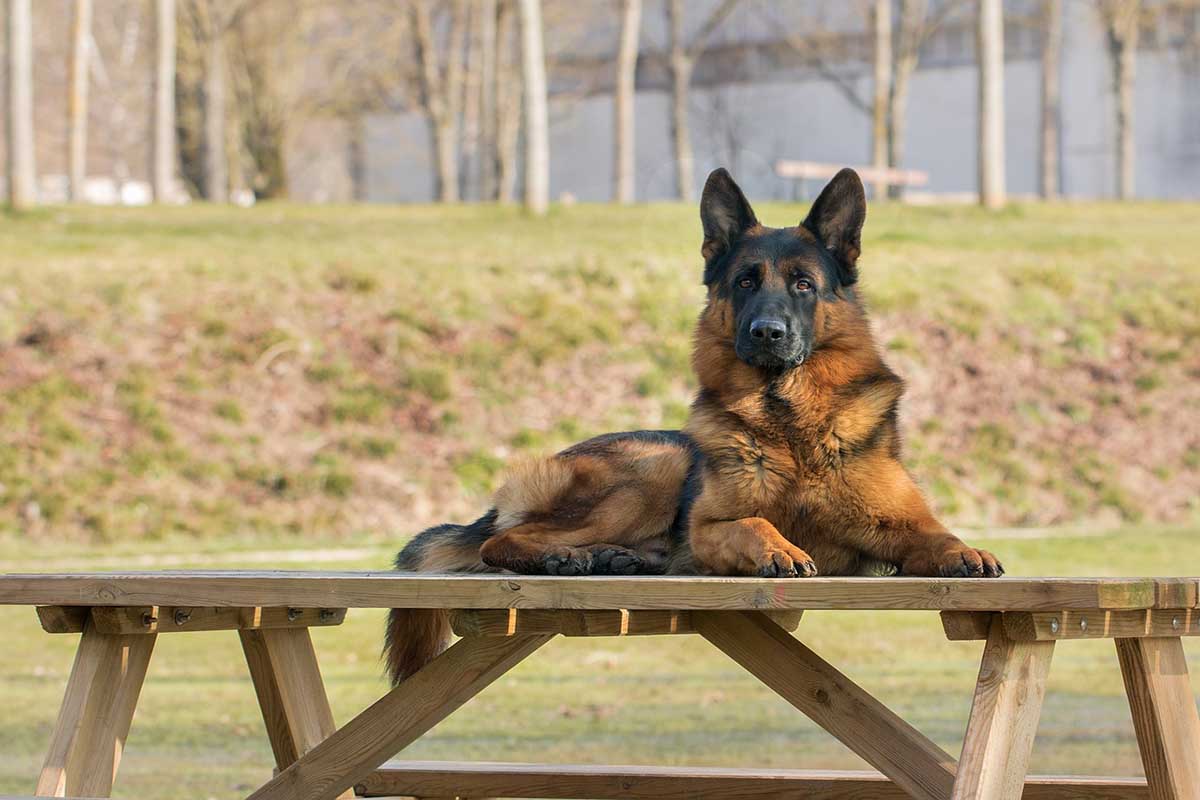 A german shepherd is laying on a wooden banch.