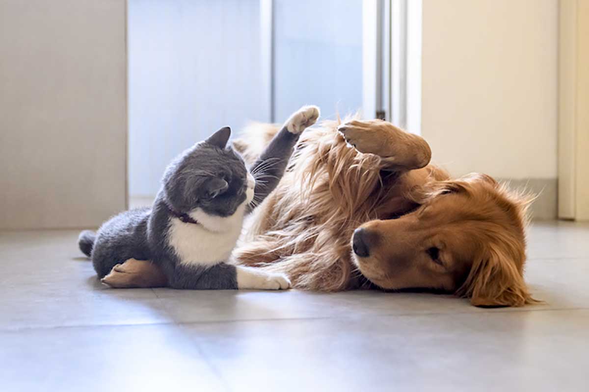 Golden-Retriever-laying-down-playing-with-a-cat