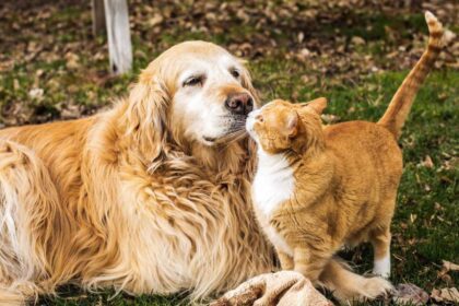 pngtree-golden-retriever-and-a-cat-greeting-each-other-picture